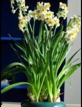 水仙花爆料视频大全最新,揭秘娱乐圈幕后真相  第2张